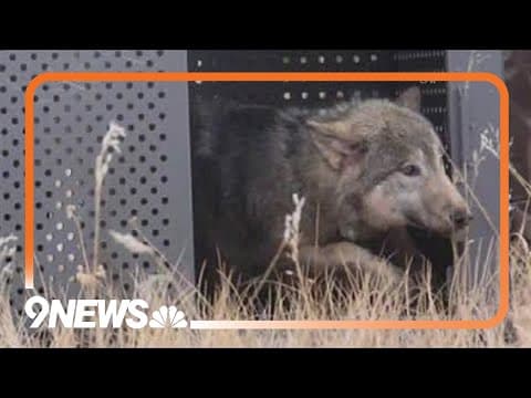 CPW reports death of relocated wolf in Wyoming