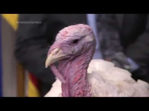 A look back at presidential turkey pardons