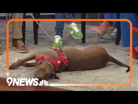 Sweet Vizsla-mix available for adoption gets comfortable on 9NEWS set
