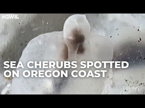 Rare "sea cherubs" sea slugs spotted on Oregon coast