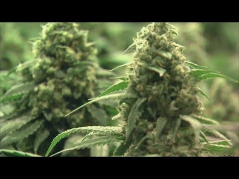Marysville discusses temporary recreational marijuana moratorium