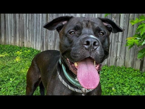 Pets of the Week: 6-21-2025