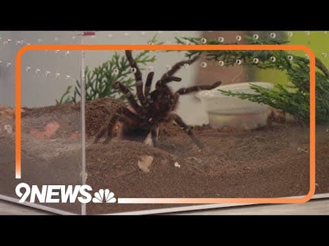 Westminster Butterfly Pavilion's 'Romance is Wild' exhibit runs through the end of February