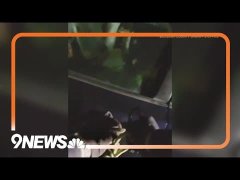 Bears invade cars, trash cans for food in Boulder County, Durango