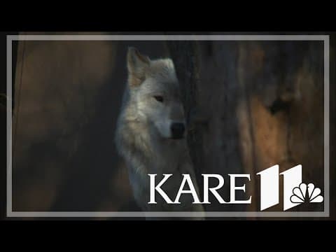 US House votes to end protections for the Gray Wolf