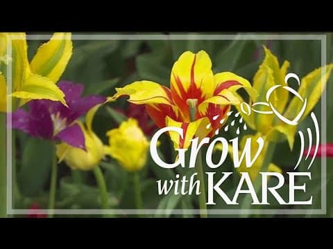 A closer look at the many types of tulips