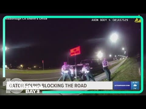 Deputies find 9-foot alligator blocking road