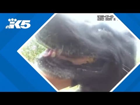 Snohomish County K-9 helps catch two domestic violence suspects in three days