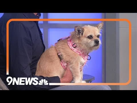 NY Times bestselling author talks about how meeting his dog inspired his book