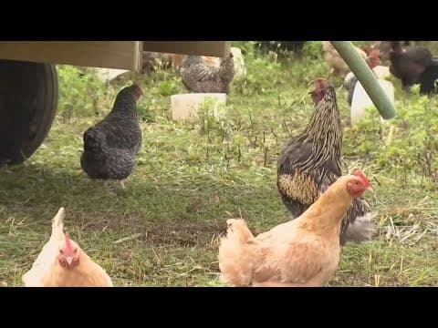 USDA accidentally fires employees during response to bird flu