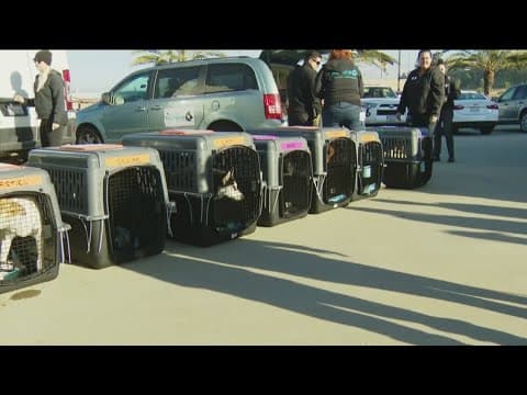 Humane Society sends off animals rescued from LA wildfires to clear San Diego shelter space