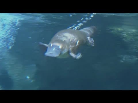Zoo Day | Platypus at the San Diego Zoo