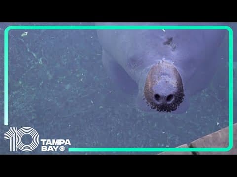 Manatees rehabbing at ZooTampa at Lowry Park