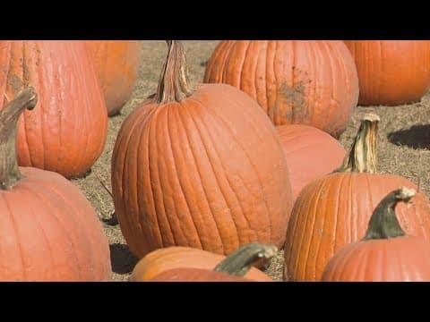 Texas drought impacts are clear at Dewberry Farm