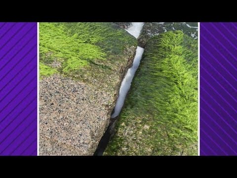 Storms causing green sea turtles to get wedged in jetty rocks