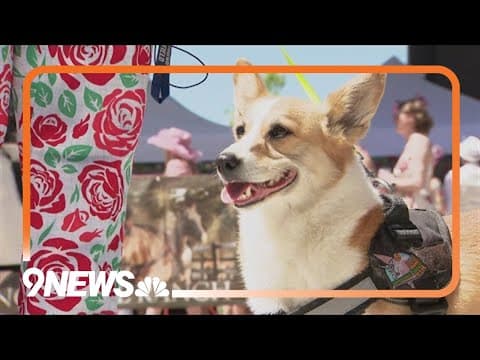 Corgis, miniature horses take part in Denver Mini Derby