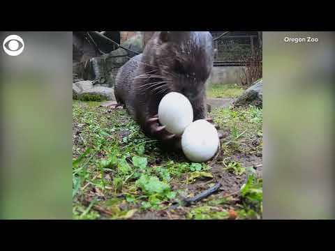 Otters snack on eggs
