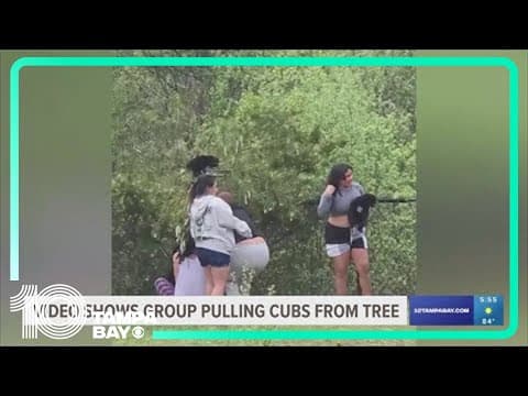 Video shows group pulling bear cubs from trees in North Carolina