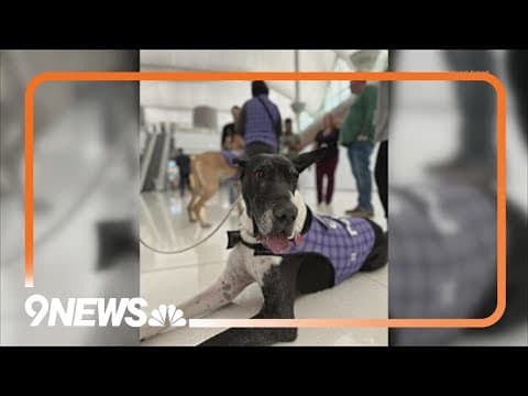 Therapy dog retires after 5 years of service at Denver airport