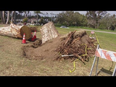Is there any way to predict if a tree is in danger of falling during high winds and rain?