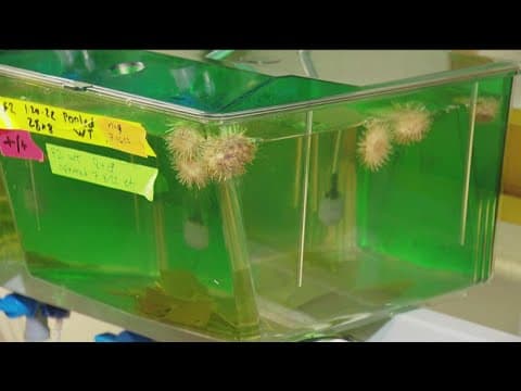 Marine biologist using sea urchins for research in La Jolla