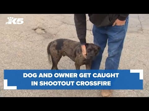 Dog and owner get caught in shootout crossfire