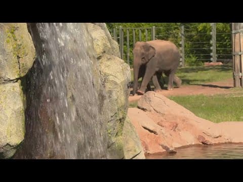 Fort Worth Zoo making guest's experience more inclusive