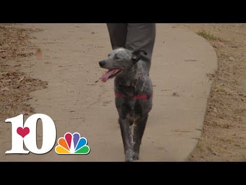 Mysterious dog illness not reported at Young Williams