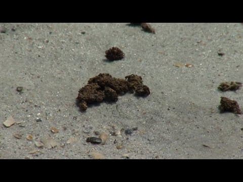 Not your typical seaweed! Marijuana washes up on Florida shore