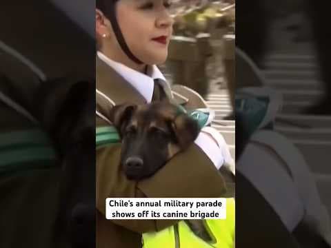Every dog has its day, and for this canine brigade, it came during Chile’s annual military parade.