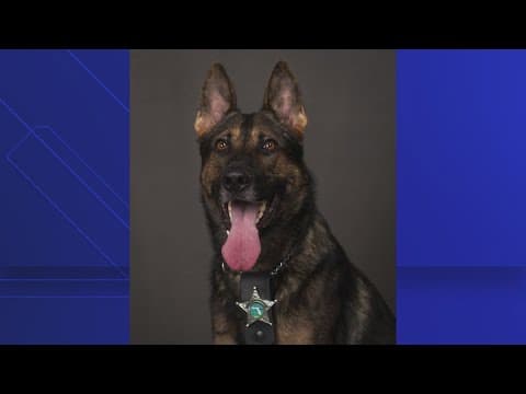 Hillsborough deputies mourn loss of K-9 shot and killed after attacking alpaca