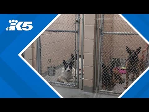 Tacoma Humane waives adoption fees after accepting 500 pets in 2 weeks