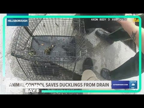 Eight ducklings saved from a storm drain in Hillsborough