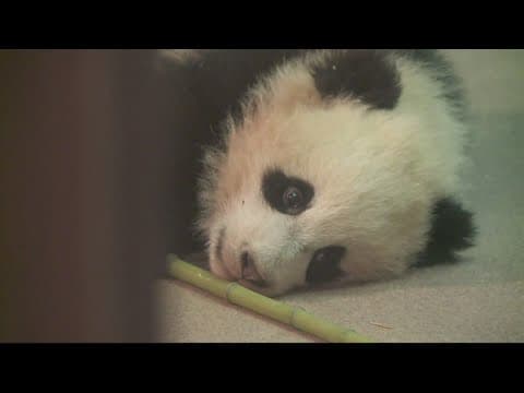 A brief history of pandas in DC