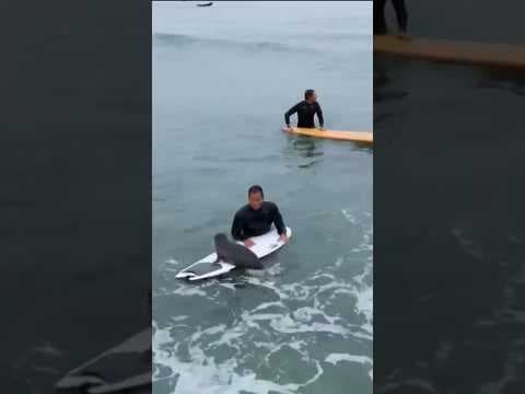 Orphaned seal pup swims from board to board to hang with surfers at Tourmaline Surf Park