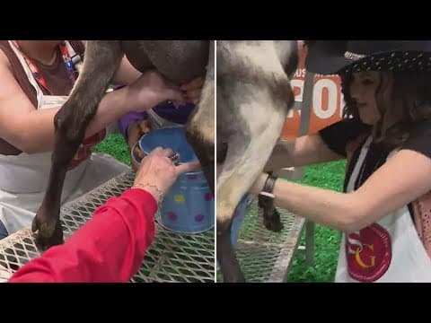 KHOU 11 reporters compete in goat-milking competition at RodeoHouston
