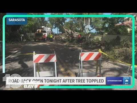 Sarasota road open after 200-year-old oak tree falls, closes street in both directions