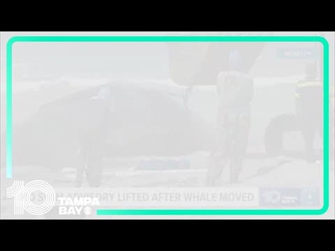 No swim advisory lifted in Venice Beach after whale was removed