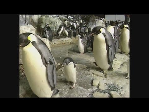 CBS 8 History | Seaworld San Diego