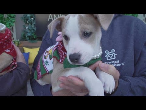 Animal Pad’s 2nd Annual Ugly Sweater Holiday Pawty Saturday