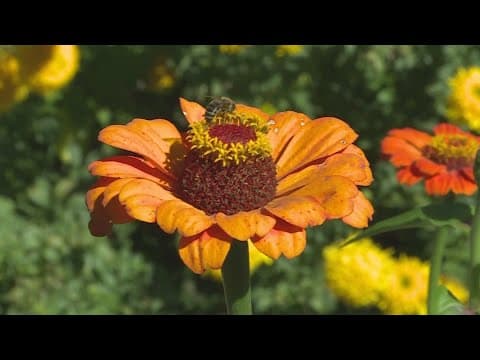 Fall flowers that brighten gardens and feed the bees