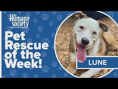 Pet Rescue of the Week: Lune