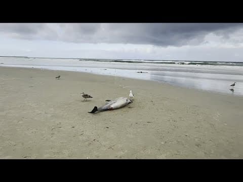 San Diego beaches see spike in dolphin deaths, possibly due to domoic acid poisoning