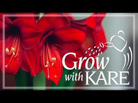 Grow with KARE: Holiday plants that are toxic to pets