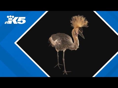 Crane escapes from Cougar Mountain Zoo; Police and zookeepers on the lookout