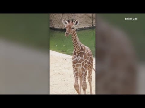 Dallas Zoo announces the birth of a baby giraffe