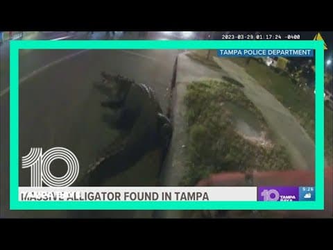 Tampa officers wrangle alligator roaming the streets early in the morning