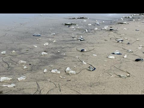 What are those things washing up on the beach?