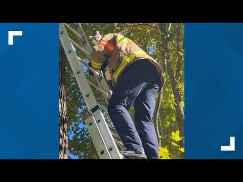 'You're OK, Ralph' | Indiana firefighters rescue cat from tree