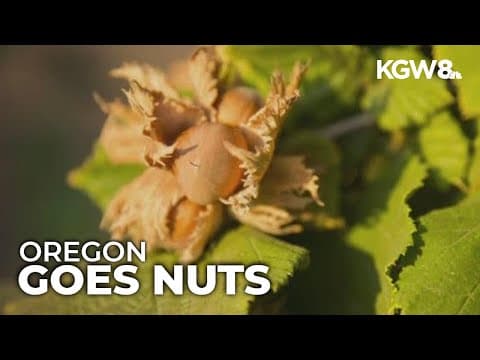 Nearly 100,000 acres of farms put Oregon at the top of the hazelnut industry